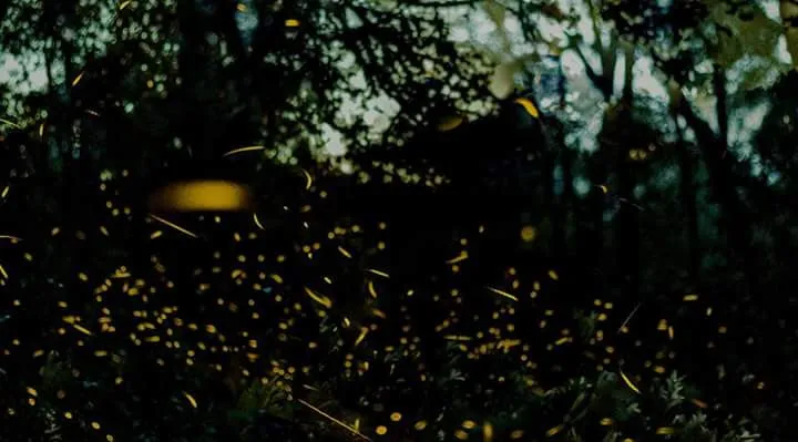 luciernagas xoletongo